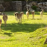 Schwartze فايمر