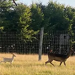 Schwartze فايمر