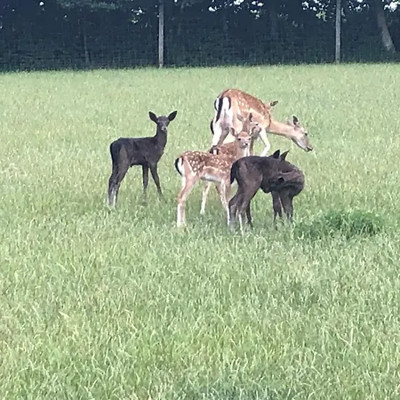 Schwartze Weimar (Thuringia)