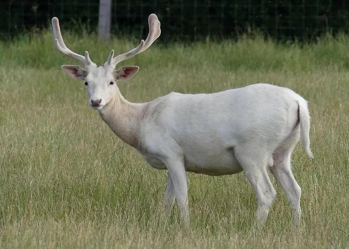 Schwartze Weimar (Thuringia)