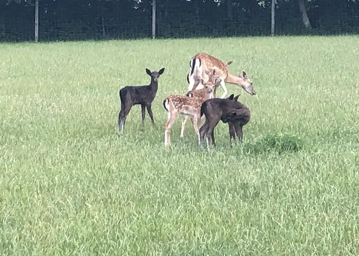 Schwartze Weimar (Thuringia)