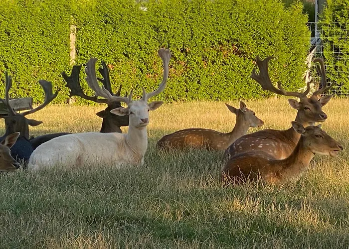 Ξενοδοχείο Schwartze